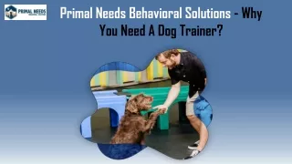 Why You Need A Dog Trainer? - Primal Needs
