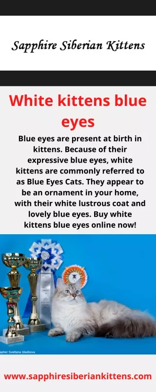 White kittens blue eyes