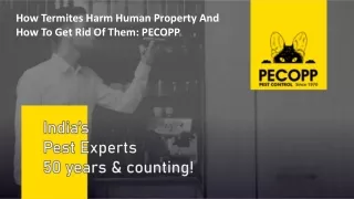 How Termites Harm Human Property And How To Get Rid Of Them PECOPP