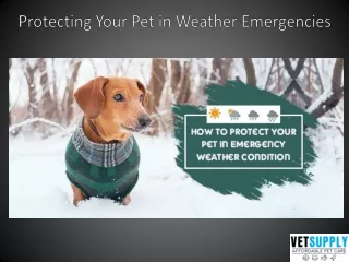 protecting your pet in weather emergencies