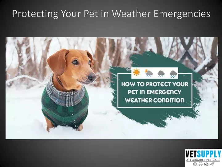 protecting your pet in weather emergencies