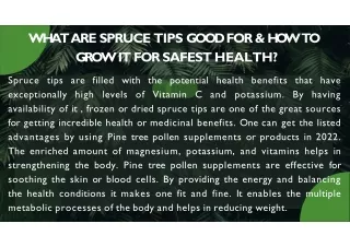 What are spruce tips good for & how to grow it for safest health