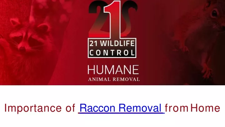 importance of raccon removal from home