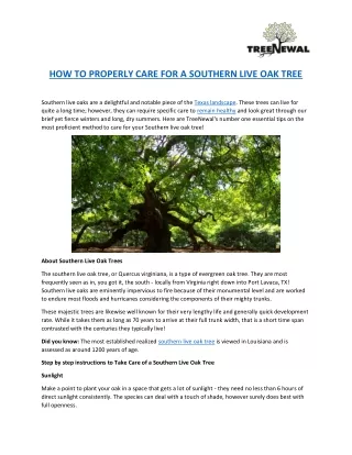 How to Properly Care for a Southern Live Oak Tree | TreeNewal