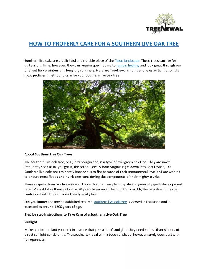 how to properly care for a southern live oak tree