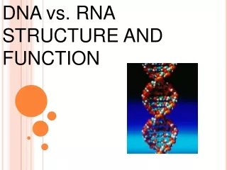dna vs rna structure and function