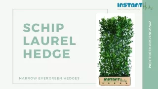 schip laurel hedge