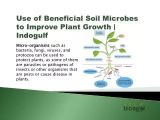 Use of Beneficial Soil Microbes to Improve Plant Growth | Indogulf