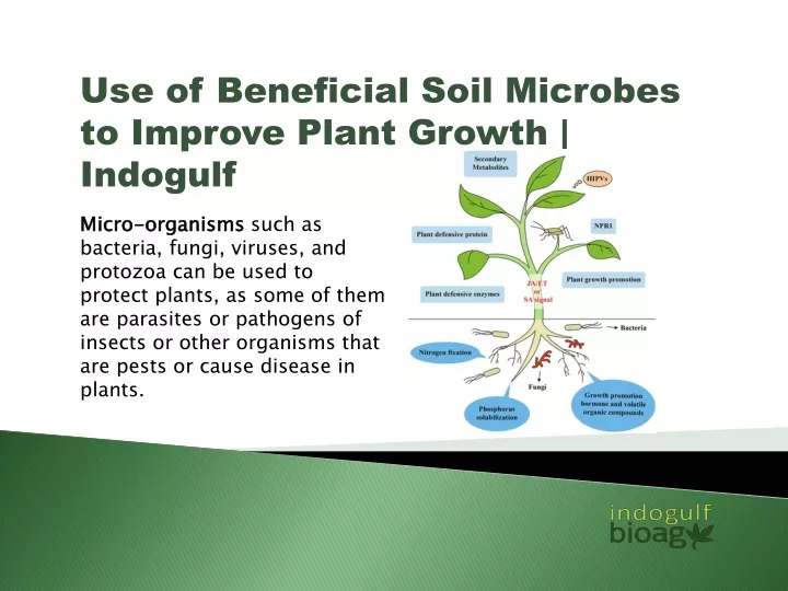 use of beneficial soil microbes to improve plant