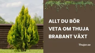 allt du b r veta om thuja brabant v xt