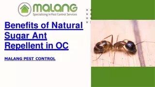 Benefits of Natural Sugar Ant Repellent in OC-