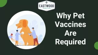 Why Pet Vaccines Are Required