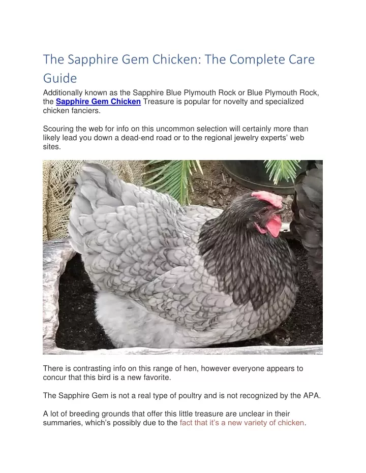 the sapphire gem chicken the complete care guide