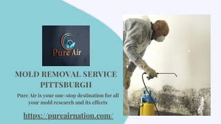 Mold Removal & Mold Remediation Service in Pittsburgh