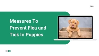 measures to prevent flea and tick in puppies