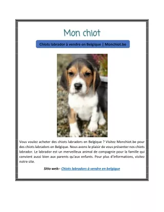 Chiots labrador à vendre en Belgique | Monchiot.be