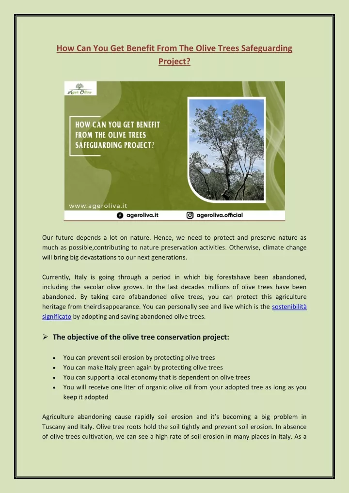 how can you get benefit from the olive trees