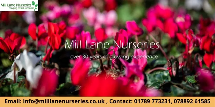 email info@milllanenurseries co uk contact 01789