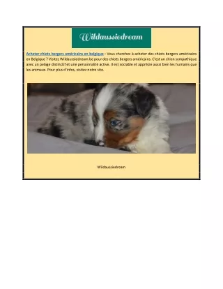 Acheter chiots bergers américains en Belgique | Wildaussiedream.be