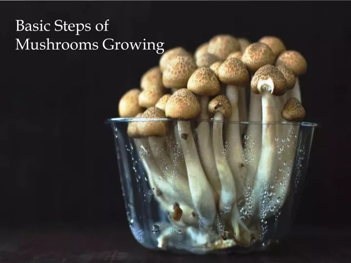 basic steps of mushrooms growing