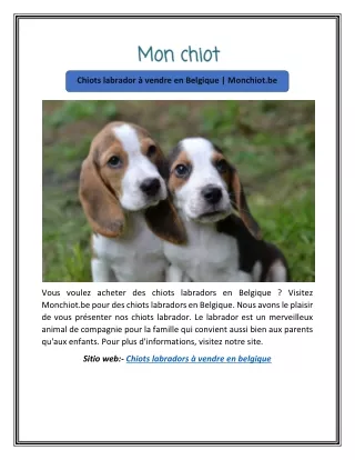 Chiots labrador à vendre en Belgique | Monchiot.be