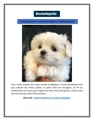 Chiots yorkshires à vendre en Belgique | Bouledepoils.be