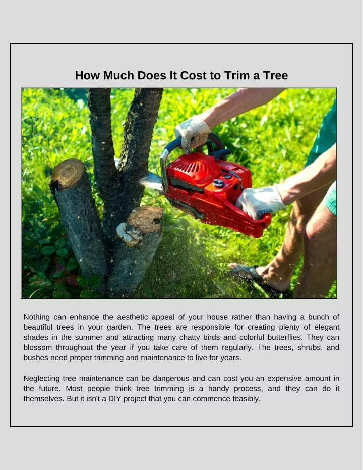 how much does it cost to trim a tree