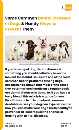 Some Common Dental Diseases in Dogs & Handy Ways to Prevent Them