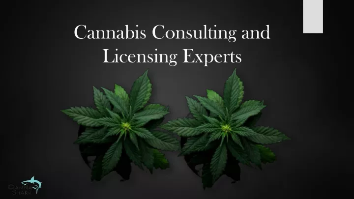 c annabis c onsulting and l icensing experts
