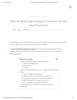 How To Heal Dog Prolapse At Home_ All You Need To Know
