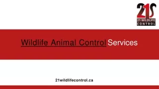Wildlife Animal Control Services