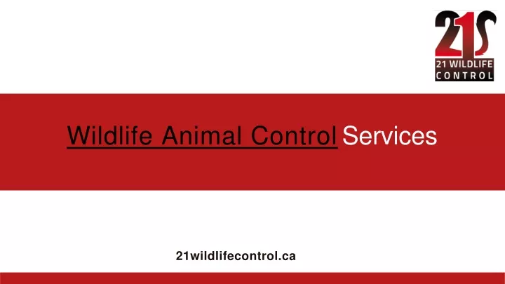 wildlife animal control services