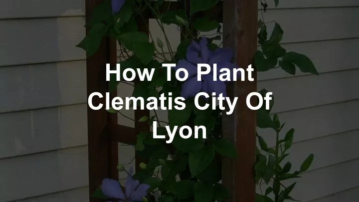how to plant clematis city of lyon