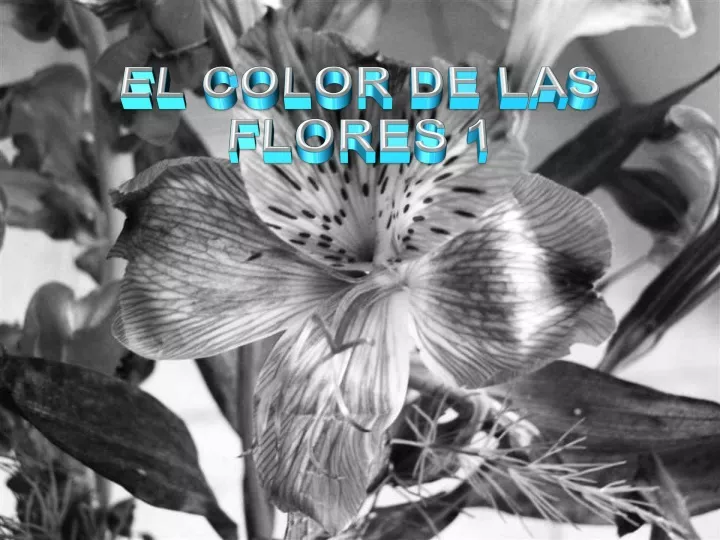 el color de las flores 1