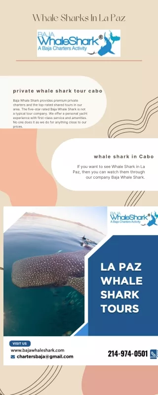 Whale Sharks In La Paz