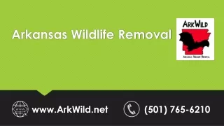 Animal Removal Little Rock, AR