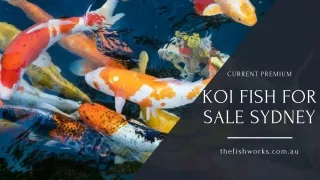Current premium koi fish for sale - The Fish Works
