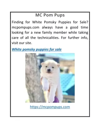 White Pomsky Puppies for Sale  Mcpompups.com