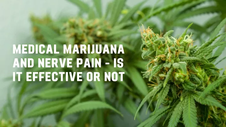 medical marijuana and nerve pain is it effective