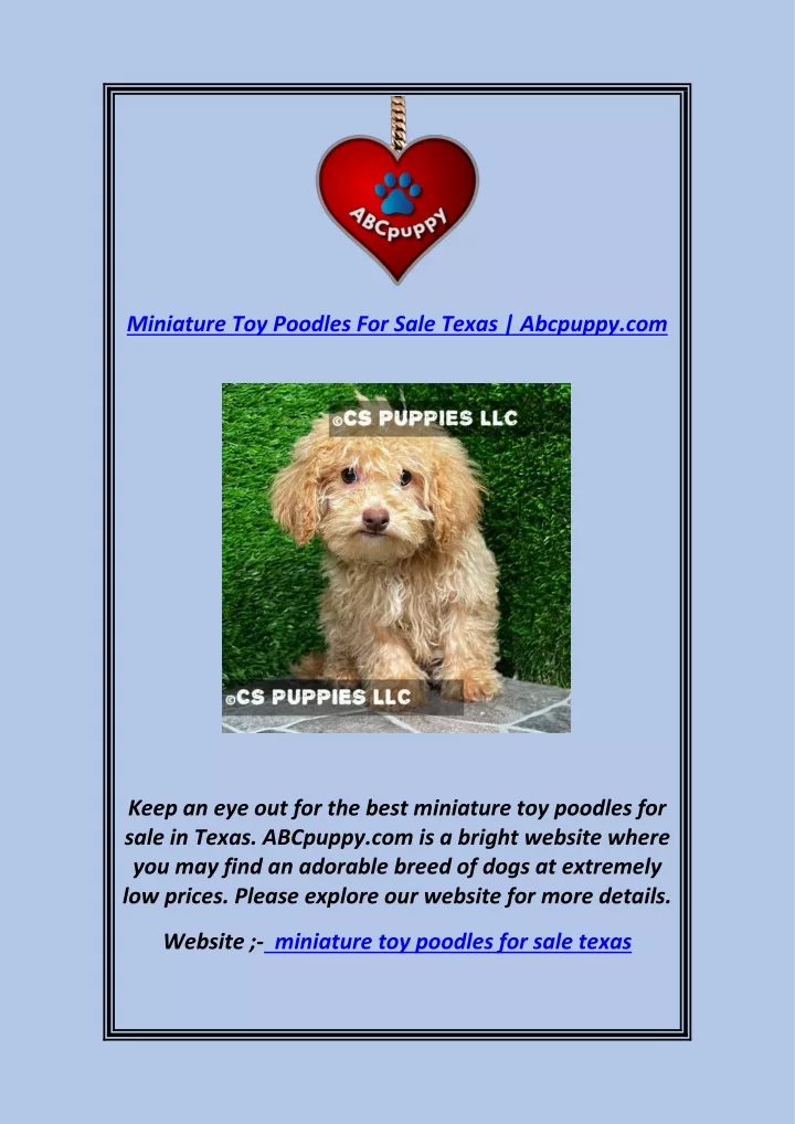miniature toy poodles for sale texas abcpuppy com