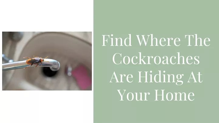 find where the cockroaches are hiding at your home