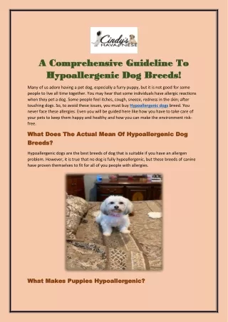Best Guidelines For Hypoallergenic Dogs In The State Of Texas