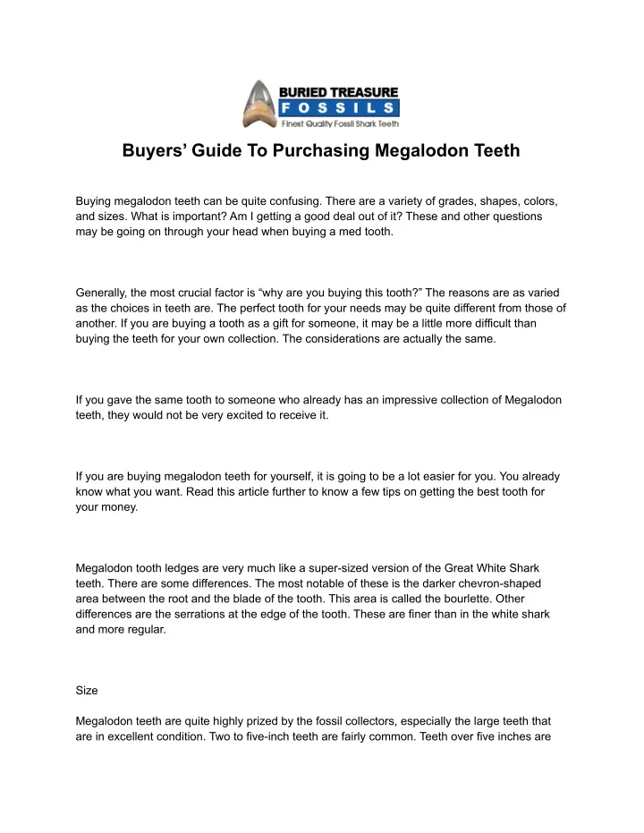 buyers guide to purchasing megalodon teeth