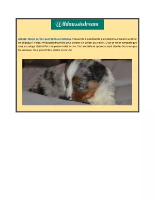 Chiens bergers australiens à vendre | Wildaussiedream.be