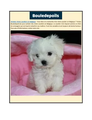 Acheter chiots cavaliers en Belgique | Bouledepoils.be