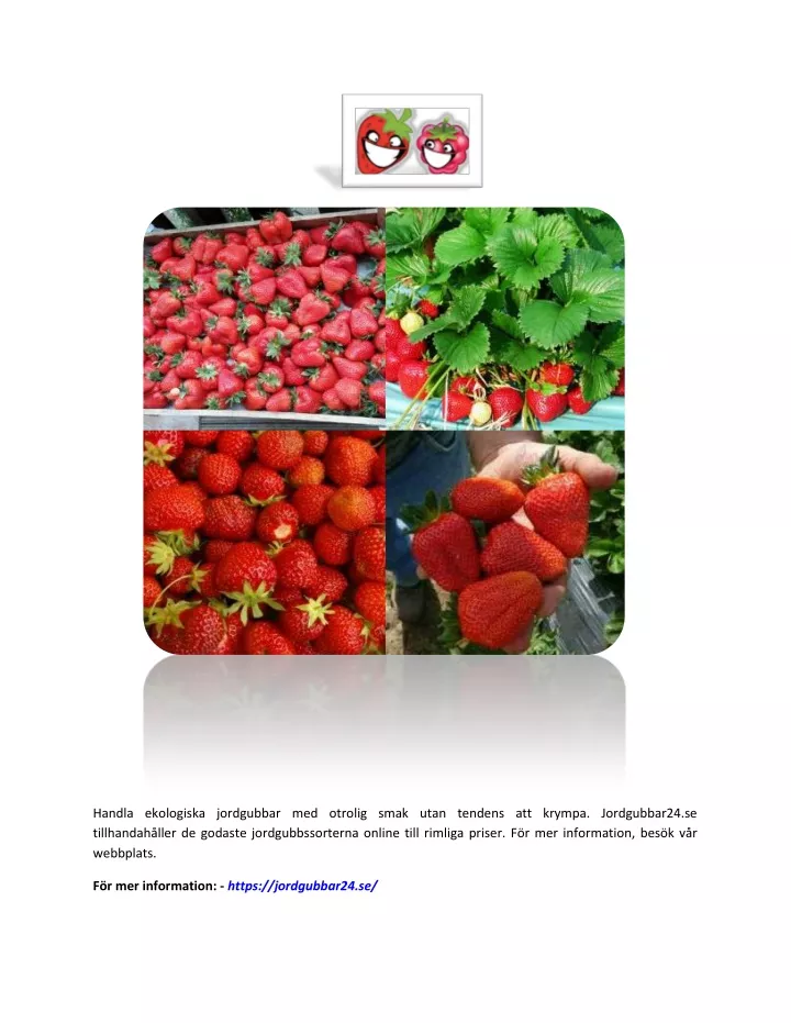 handla ekologiska jordgubbar med otrolig smak