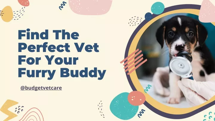 find the perfect vet for your furry buddy