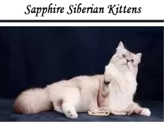 Buy Siberian Cats