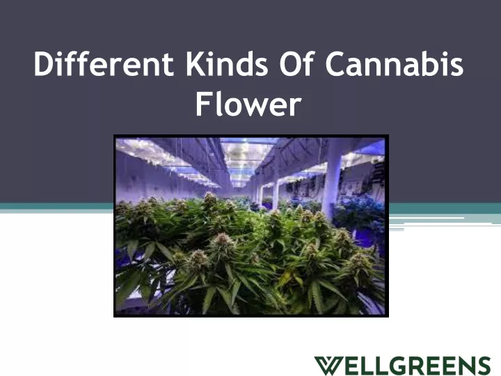 different kinds of cannabis flower