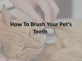 How To Brush Your Pet’s Teeth 
